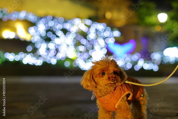 Obraz 夜のお散歩を楽しむトイ・プードル