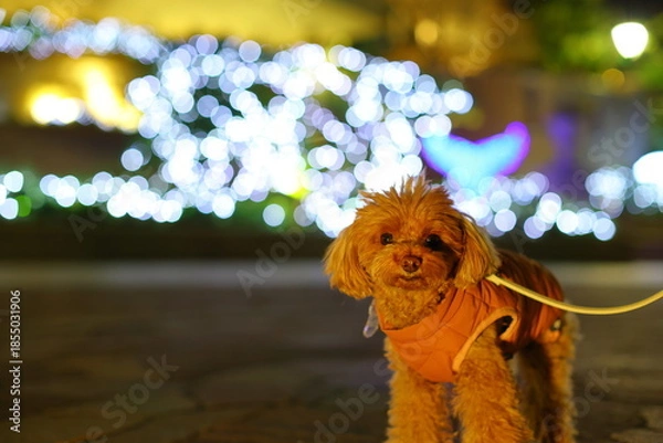 Obraz 夜のお散歩を楽しむトイ・プードル