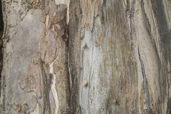 Fototapeta eucalyptus tree trunk texture