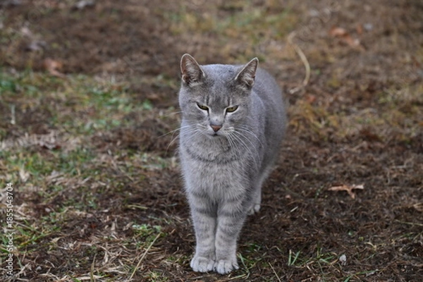 Obraz Gray Cat
