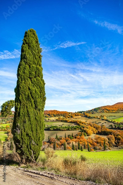 Obraz Slender cypress tree.
