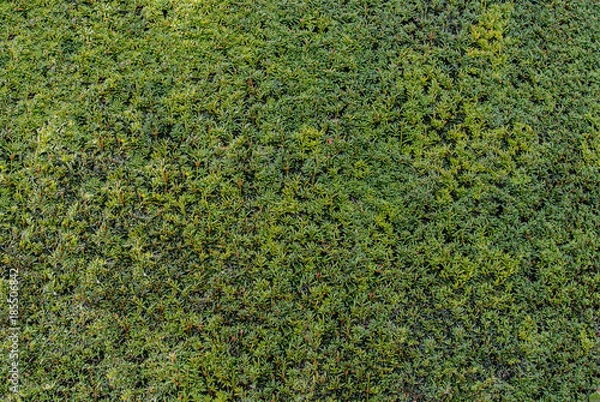 Obraz English Bush Leaves Textures