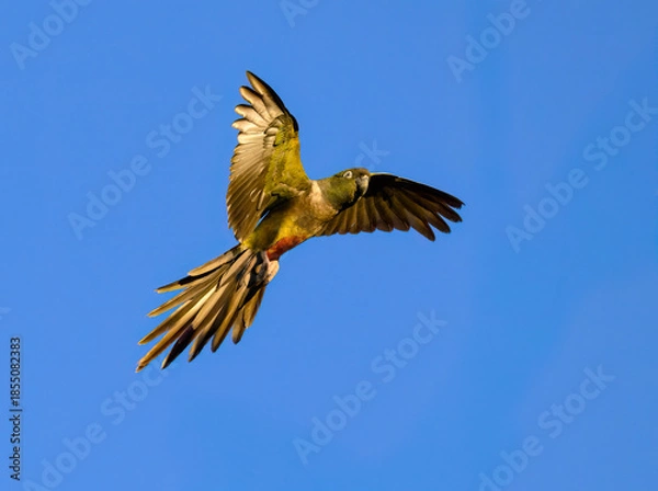 Obraz Burrowing Parakeet in Flight Against Clear Blue Sky