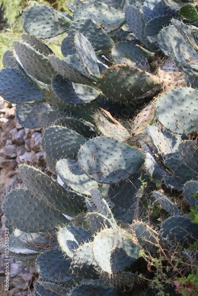 Obraz Figuier de Barbarie