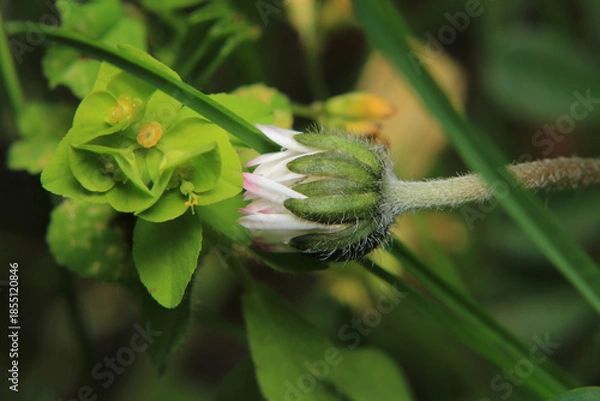 Obraz sunny white daisy flower macro	