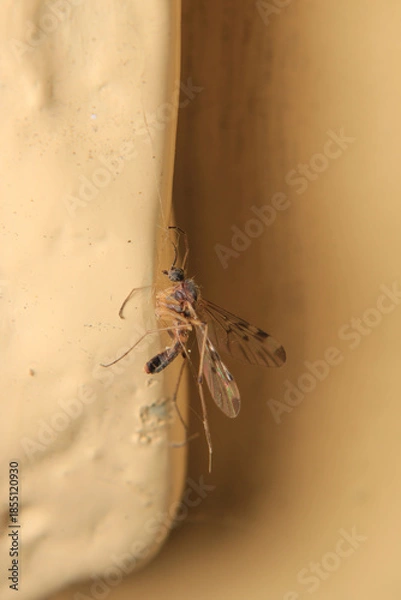 Obraz cotesia wasp insect macro photo	
