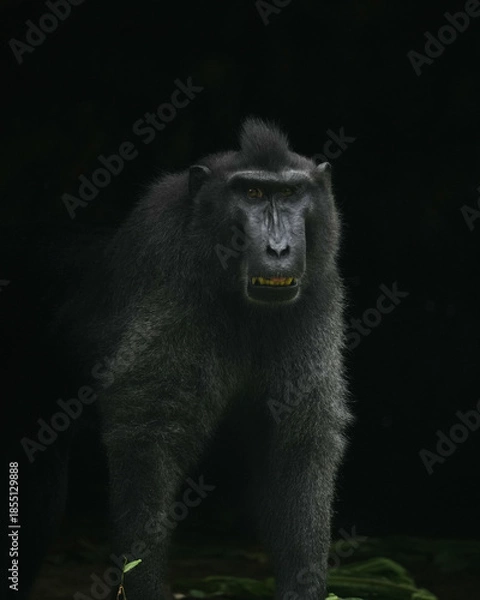 Fototapeta Close up macaca nigra