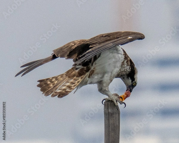 Fototapeta red tailed hawk