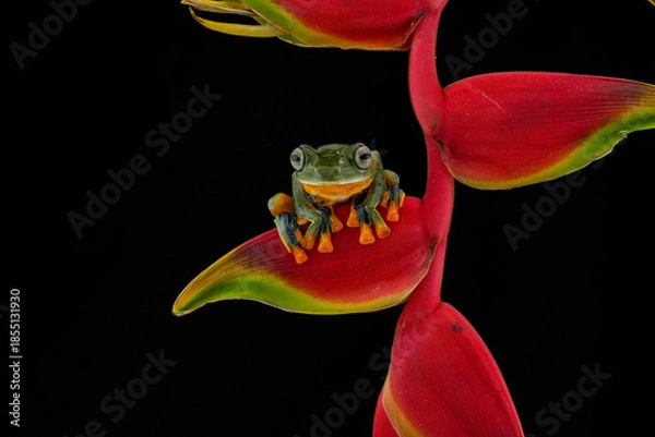 Fototapeta frog on a black background