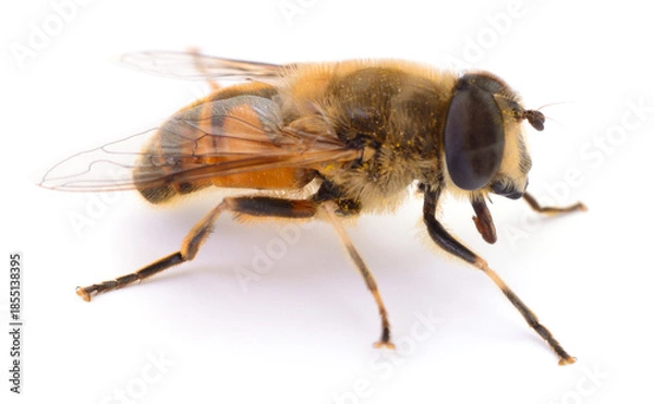 Obraz Drone fly isolated on white background