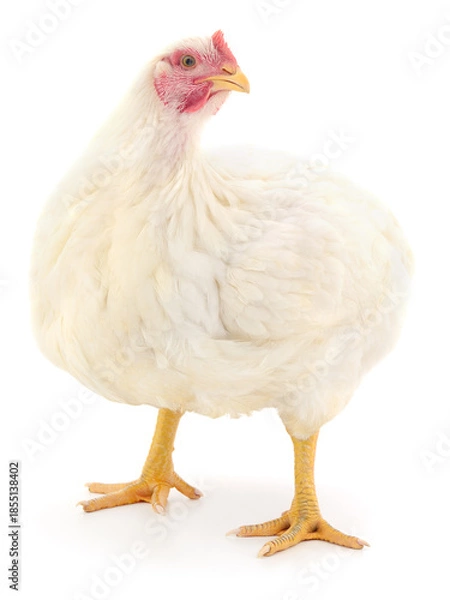 Obraz White hen standing isolated on white