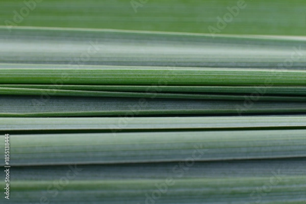 Obraz Green linear leaves macro texture background