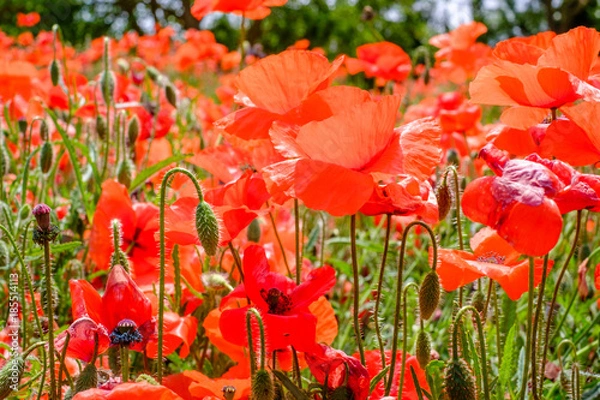 Fototapeta Champ de coquelicots gros plan.
