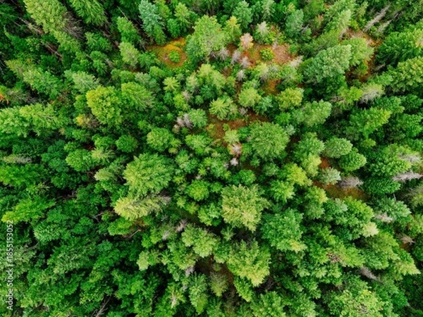 Obraz green moss background