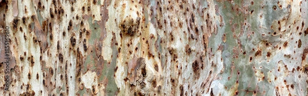 Obraz Eucalyptus tree bark texture peeling rough surface