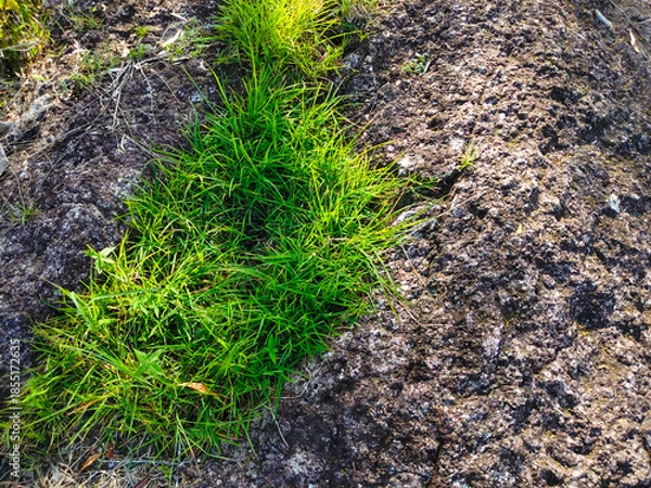 Obraz Fresh green grass grows between the rocks