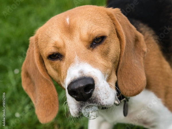 Obraz Beagle Portrait