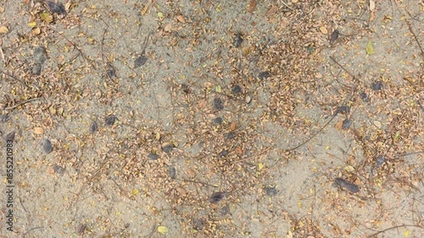 Obraz Dry brown and black leaves scattered on a rough gravel surface, showing natural textures of curled leaves and gray stones in soft daylight.	