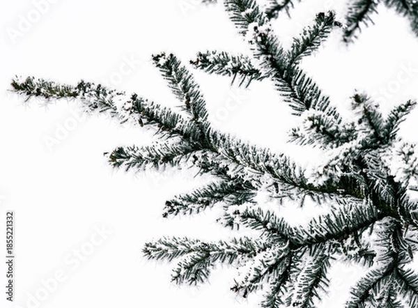 Fototapeta pine tree branch with snow