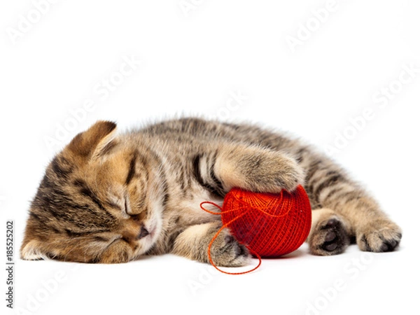 Obraz Tabby Scottish kitten sleeps with a ball of threads