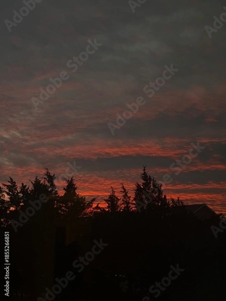 Obraz sunset in the trees