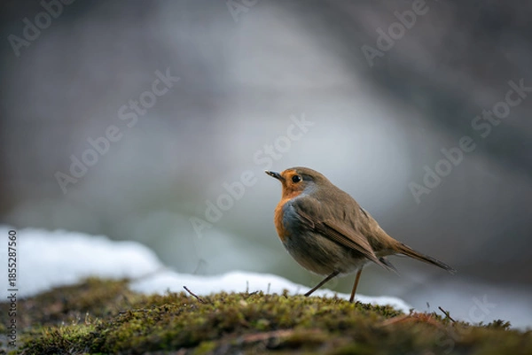 Fototapeta Closeup of european robin standing on the ground in winter