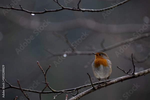 Fototapeta robin on a branch in rainy winter day