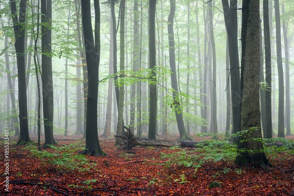 Obraz Misty morning in the green forest