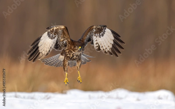 Obraz Common buzzard bird ( Buteo buteo )