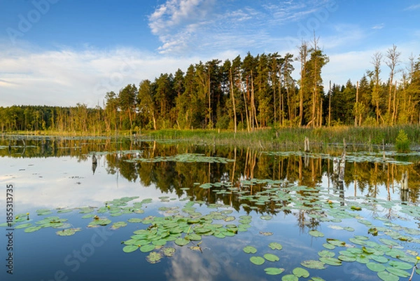 Obraz Summer day over the lake