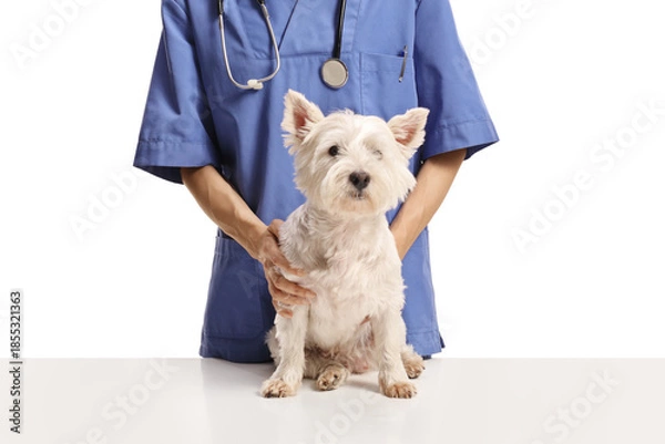 Obraz Veterinarian with a westie terrier dog on a table