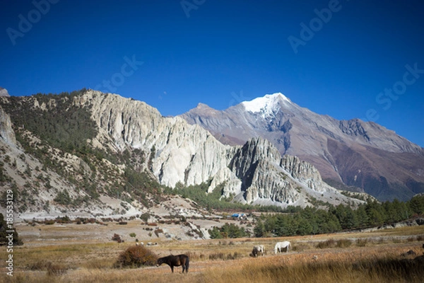 Fototapeta Horses and Pisang Peak and Forest in the Himalaya range, Annapuna region, Nepal