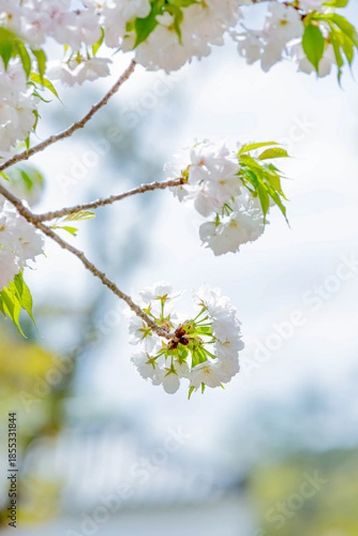 Obraz 桜
