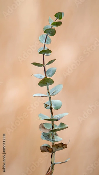 Obraz Single dried eucalyptus stem, muted green-gray, soft focus background, isolated, botanical accuracy
