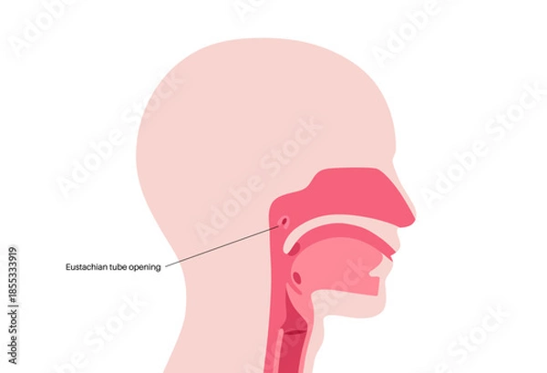 Obraz Eustachian tube poster