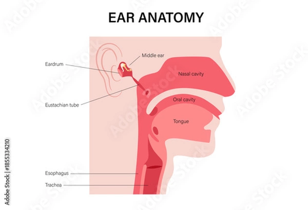 Obraz Eustachian tube poster