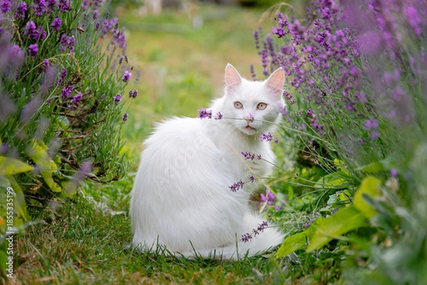Obraz cat and flowers