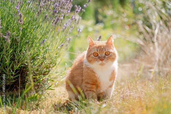 Obraz cat on the grass