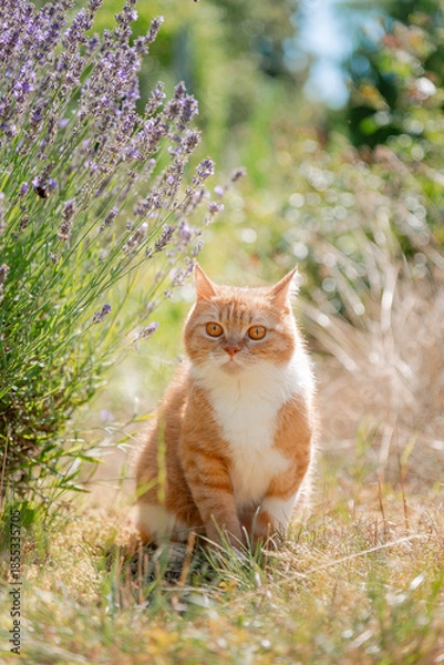 Obraz cat in the garden
