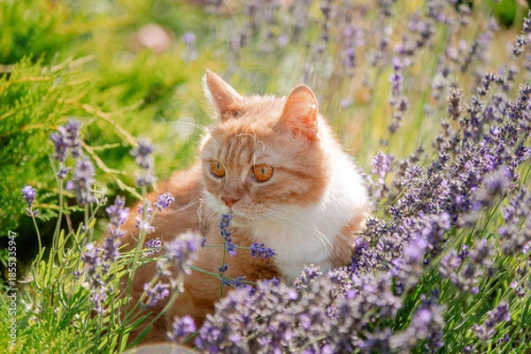 Obraz cat in the grass