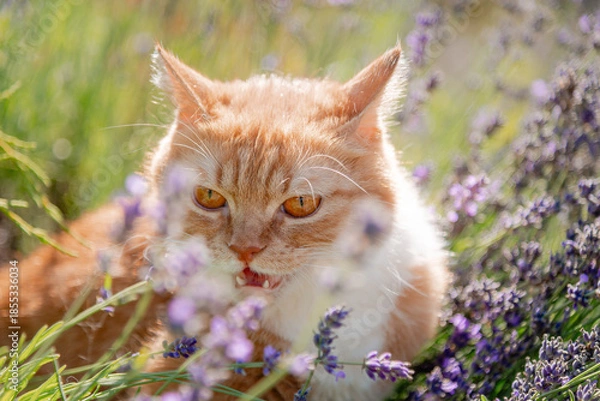 Obraz cat in the grass