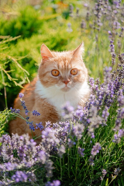Obraz cat and flowers