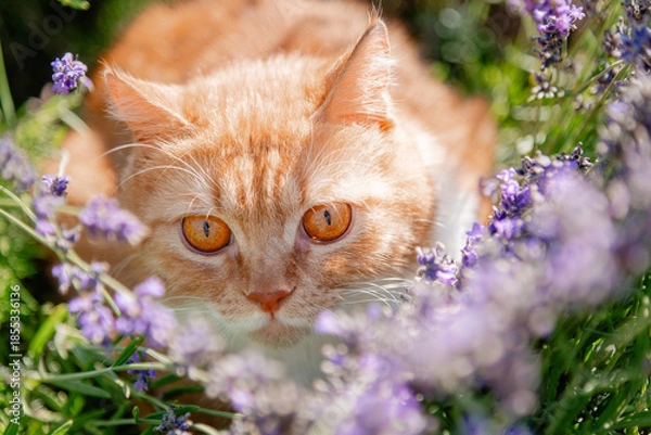 Obraz cat with flowers