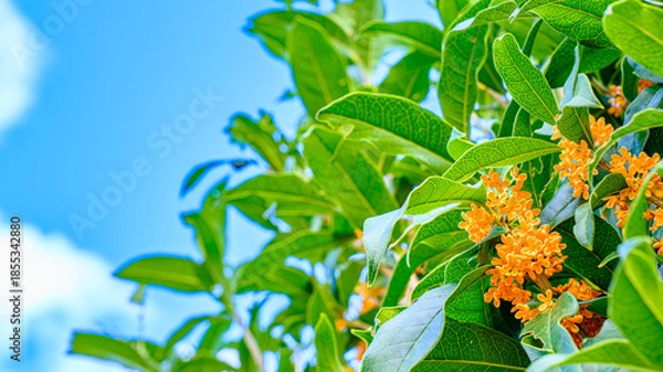 Obraz キンモクセイの花