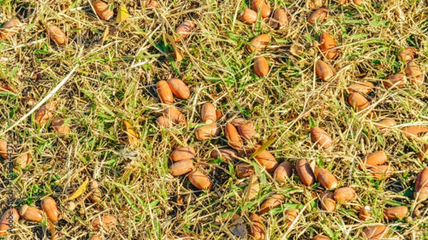 Obraz 芝の上のどんぐり