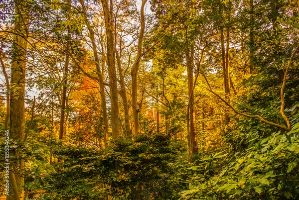 Fototapeta 秋色の雑木林のイメージ