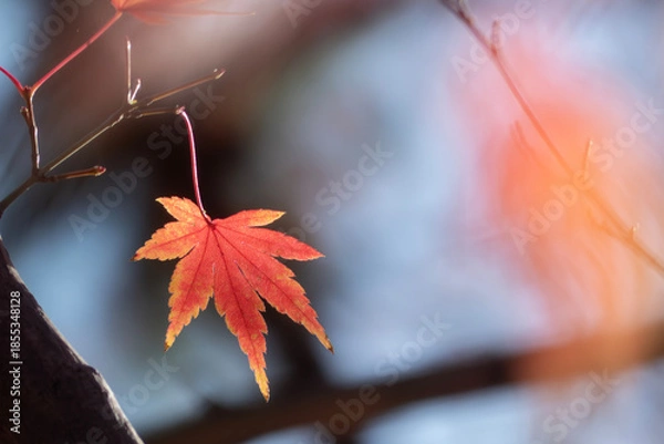 Obraz 光輝くオレンジの美しい紅葉の葉