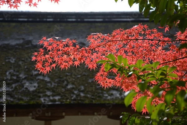 Obraz 秋の上賀茂神社　境内の紅葉　賀茂別雷神社京都市北区