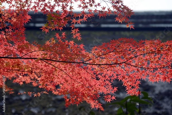 Obraz 秋の上賀茂神社　境内の紅葉　賀茂別雷神社京都市北区