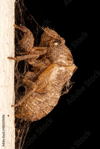 Obraz a dead cicada